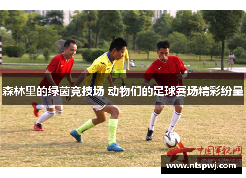 森林里的绿茵竞技场 动物们的足球赛场精彩纷呈